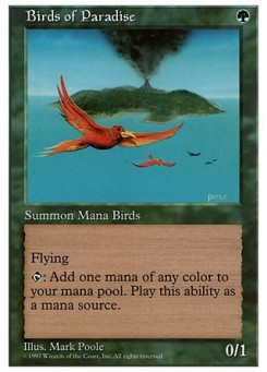 Birds of Paradise