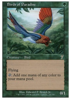 Birds of Paradise