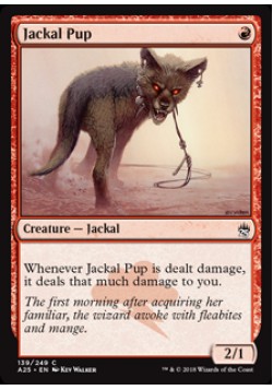 Jackal Pup