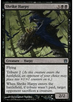 Shrike Harpy