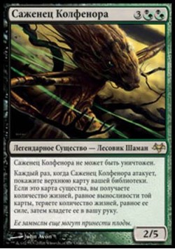 Саженец Колфенора