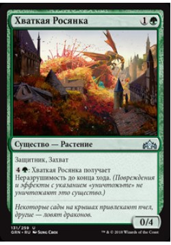 Хваткая Росянка