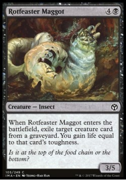 Rotfeaster Maggot