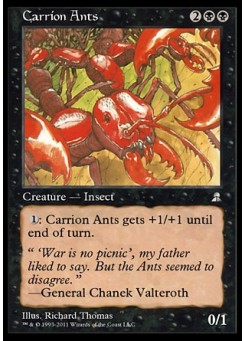 Carrion Ants