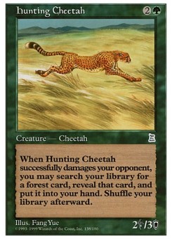 Hunting Cheetah