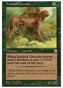 Trained Cheetah