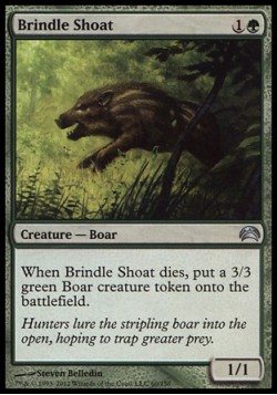 Brindle Shoat