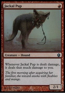 Jackal Pup