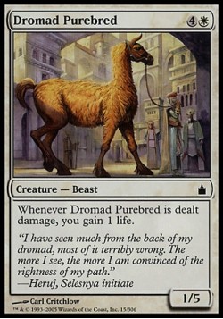 Чистокровный дромад