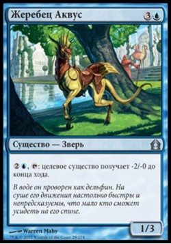 Жеребец Аквус