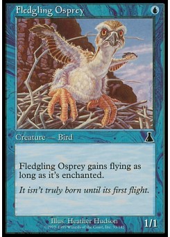 Fledgling Osprey