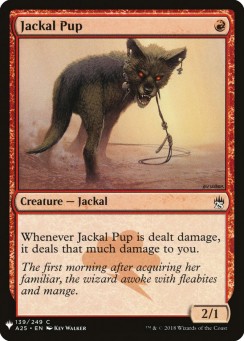 Jackal Pup