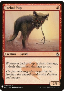 Jackal Pup