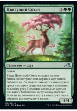 Цветущий Сохач