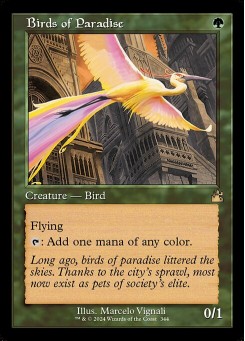 Birds of Paradise